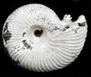 Iridescent Ammonite (Eboraciceras) Fossil - Russia #34621-1